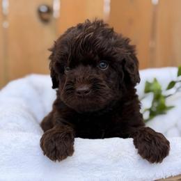 Yellow collar - Brown and white male Aussiedoodle puppy in Coulee City, Washington from Mr and Mrs Doodle Farm