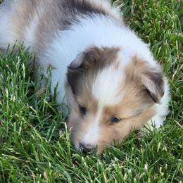 Bella - Sable merle and white female Shetland Sheepdog puppy in Luray, Missouri from Krayola Shelties