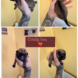 Cindy Lou - Fawn female Pug puppy in Winter Haven, Florida from The Pugarazzi