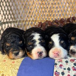 Male 4 - Tri-color male Bernedoodle puppy in Belgreen, Alabama from Scott’s Farm Poodles and Doodles