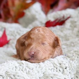 Beech (navy collar) - Apricot male Schnoodle puppy in Mouth Of Wilson, Virginia from HoneyBunn Doodle Co.
