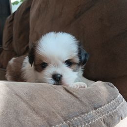 Finn - Gold and white male Shih Tzu puppy in Lebanon, Pennsylvania from Stoney Acre Farms