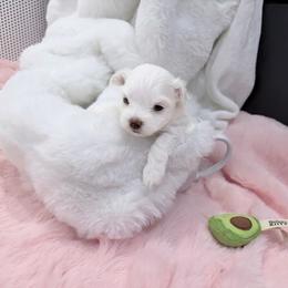 AKC - Crystal clear - White female Maltese puppy in San Mateo, California from AKC Maltese California