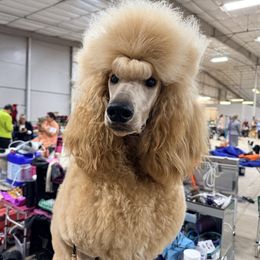 Jojo - Poodle