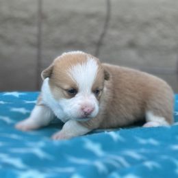 Sandy - Sable female Pembroke Welsh Corgi puppy in Axtell, Nebraska from Lost Creek Corgis