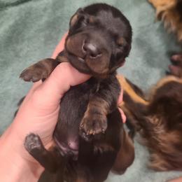 Jelly Belly - Black and tan male Dachshund puppy in Okeechobee, Florida from Far Far Away Dachshunds