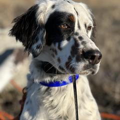 English Setter Puppies from Steens Mountain Setters