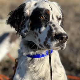 English Setter Puppies from Steens Mountain Setters