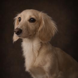 Tink - Dachshund