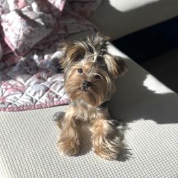 Moni - Yorkshire Terrier