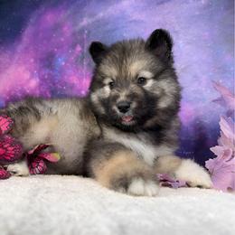 Tohka - Agouti and white female Alaskan Malamute puppy in Spokane, Washington from Asgard Wooly Malamutes