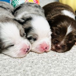 Miniature Australian Shepherd and Toy Australian Shepherd Puppies from Ramblin’ Rose Aussies