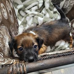 Halima (coated F) - Brindle female Xoloitzcuintli puppy in Atwater, California from Cen Cal Xoloitzcuintle
