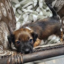 Halima (coated F) - Brindle female Xoloitzcuintli puppy in Atwater, California from Cen Cal Xoloitzcuintle