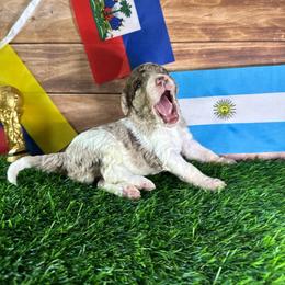 Lionel Messi (Argentina) - Merle male Labradoodle puppy in Kingston, Georgia from CC Familydoodles