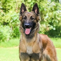 Nina - Belgian Tervuren