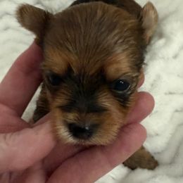 Red - Black and gold male Yorkshire Terrier puppy in Lexington, North Carolina from Silver Valley Yorkies