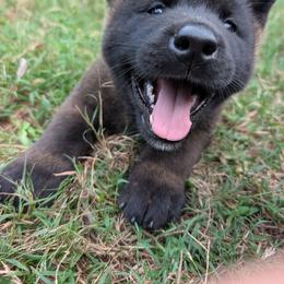Nebula's Girl 4 - Black female Akita puppy in South Carolina from Sierra Mountain Akitas