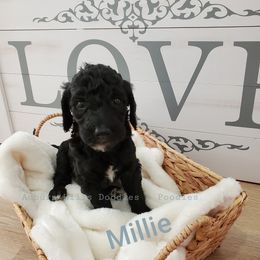 Goldendoodle Puppies from Auburn Hills Doodles & Poodles