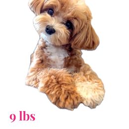 Mabel - Maltipoo