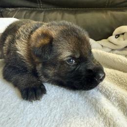 Boy 3 - Sable male German Shepherd puppy in Denver, Colorado from Morales Kennels
