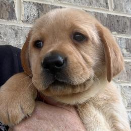 Green collar - Yellow male Labrador Retriever puppy in Clinton, Tennessee from Summer Rose