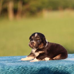 BTF1 - Black tri female Miniature Australian Shepherd puppy in Ferris, Texas from Vigilante Mini Aussies and Schnauzers