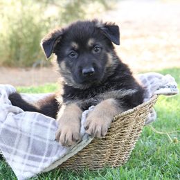German Shepherd Puppies from Lone Cone Kennels