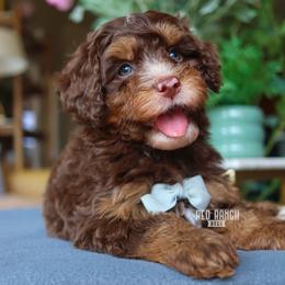Ganache - Brown and white male Bernedoodle puppy in Salado, Texas from Red Ranch Dogs