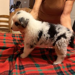 Atlas - Blue merle male Australian Shepherd puppy in Esparto, California from Cutting Up Ranch  Australian Shepherds