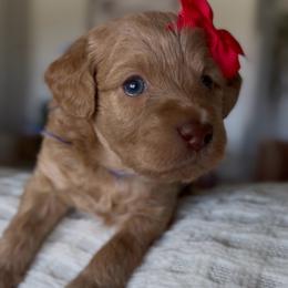 Rhapsody blue collar - Red  female Goldendoodle puppy in Queen Creek, Arizona from Sunny Doodles