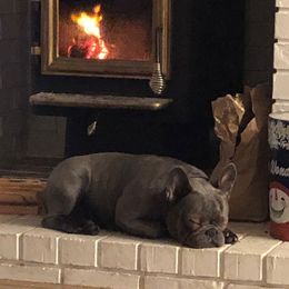 Jelly - French Bulldog