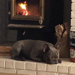 Jelly - French Bulldog