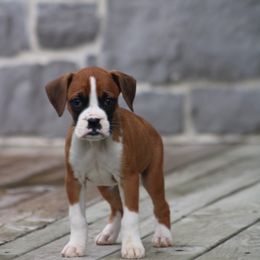 Cathy - Fawn female Boxer puppy in Pennsylvania from Anthony's Boxers