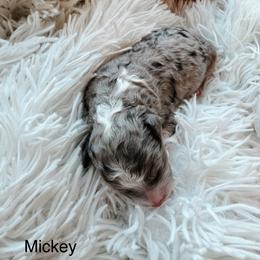 Mickey - Blue merle male Aussiedoodle puppy in Tryon, North Carolina from Melrose Mountain Farm