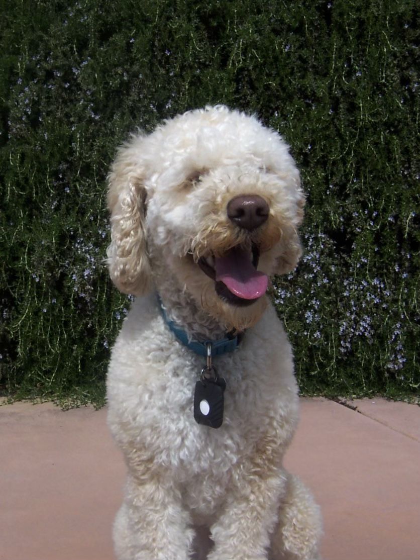 Clegg Poodles in Utah Poodle puppies Good Dog