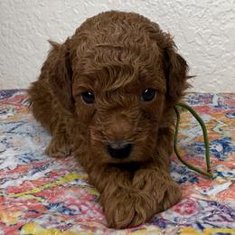 Goldendoodles and Poodles from Katy's Toy Poodles & Doodles