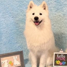 Luna - Samoyed