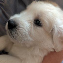 Orange Girl - Light golden female Golden Retriever puppy in Peoria, Arizona from Nordic Woof's Golden Retrievers