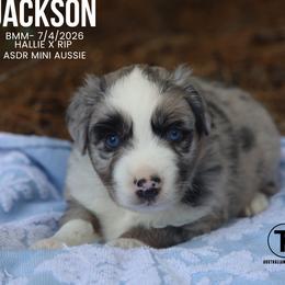 Jackson - BMM - Blue merle male Miniature Australian Shepherd puppy in Nacogdoches, Texas from TK Standard, Mini, & Toy Aussies