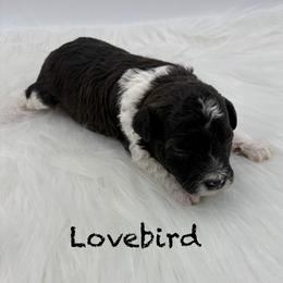 Lovebird - Parti male Poodle puppy in Wheatland, California from Sapphire Ridge Poodles