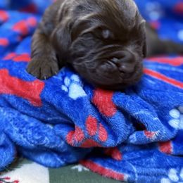 Scarlett - Brown female Newfoundland puppy in Silver Creek, New York from Boo N’ Bubs Newfoundlands
