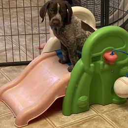 German Shorthaired Pointer Puppies from Brija German Shorthaired Pointers