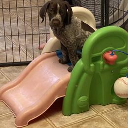 German Shorthaired Pointer Puppies from Brija German Shorthaired Pointers