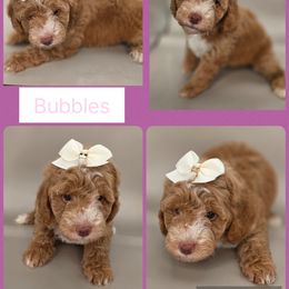 Bubbles - Apricot female Goldendoodle puppy in Decatur, Tennessee from Diamond's Doodles