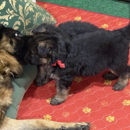 Red collar girl - Black and red female German Shepherd puppy in Wyoming, Michigan from Big Jones Kennels