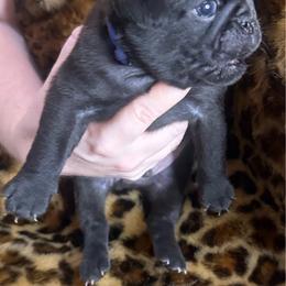 Navy blue collar - Black male Pug puppy in Deer Park, Texas from Butler Pugs and Frenchies
