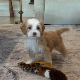 Latte - Caramel male Australian Labradoodle puppy in Nashville, Tennessee from SF Australian Labradoodles