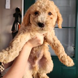 Goldendoodle Puppies from Deerbrook Goldendoodles