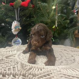 Kubota (green collar) - Red phantom male Aussiedoodle puppy in Mouth Of Wilson, Virginia from HoneyBunn Doodle Co.
